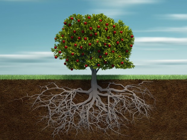 Tree with apple and root - 3d render illustration