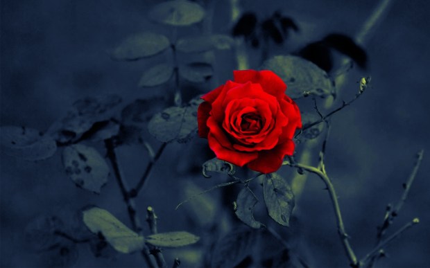 Red rose on dark background